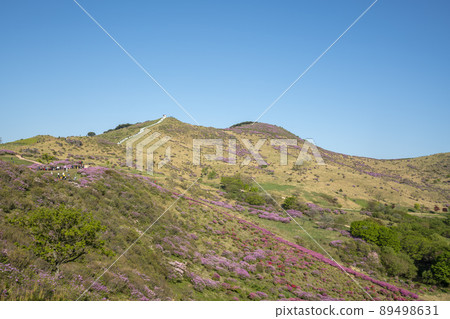 Azalea, Hwangmaesan 89498631