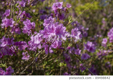 Azalea, Hwangmaesan Azalea, Hwangmaesan 89498642