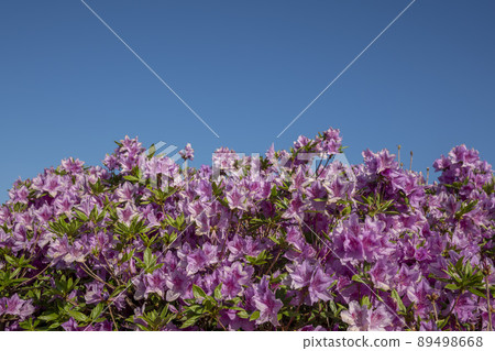 Azalea, Hwangmaesan Azalea, Hwangmaesan 89498668