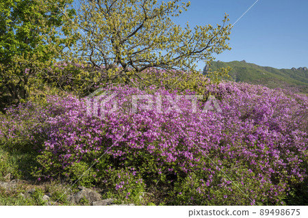 Azalea, Hwangmaesan Azalea, Hwangmaesan 89498675
