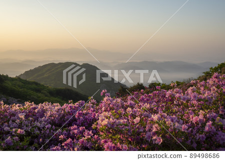 Azalea, Hwangmaesan Azalea, Hwangmaesan 89498686