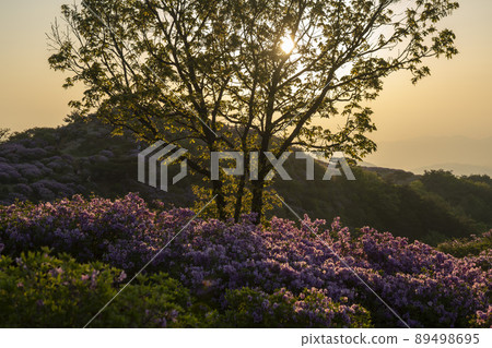Azalea, Hwangmaesan Azalea, Hwangmaesan 89498695