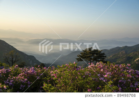 Azalea, Hwangmaesan Azalea, Hwangmaesan 89498708