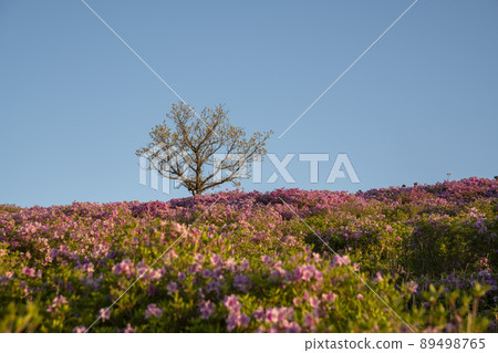 黃梅山杜鵑花 黃梅山杜鵑花 89498765