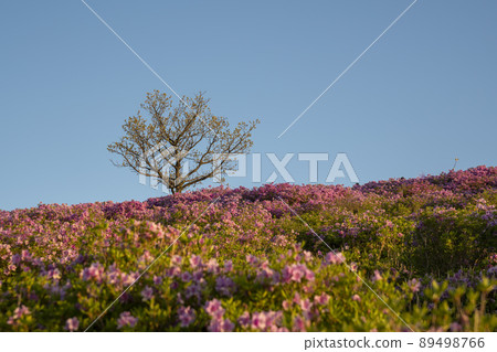 黃梅山杜鵑花 黃梅山杜鵑花 89498766