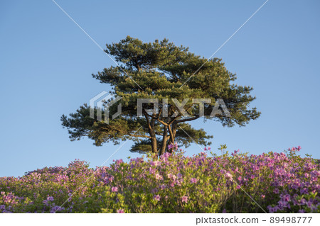 Azalea, Hwangmaesan 89498777