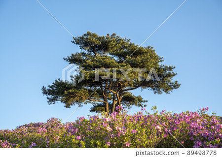 Azalea, Hwangmaesan 89498778
