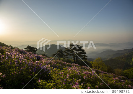 Azalea, Hwangmaesan 89498781