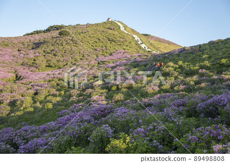 黃梅山杜鵑花 黃梅山杜鵑花 89498808