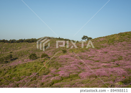 黃梅山杜鵑花 黃梅山杜鵑花 89498811
