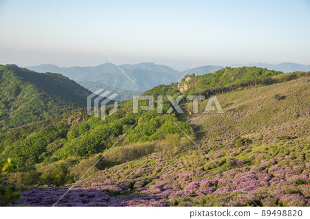 黃梅山杜鵑花 89498820
