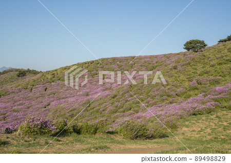 黃梅山杜鵑花 黃梅山杜鵑花 89498829