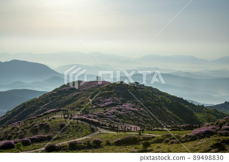黃梅山杜鵑花 黃梅山杜鵑花 89498830