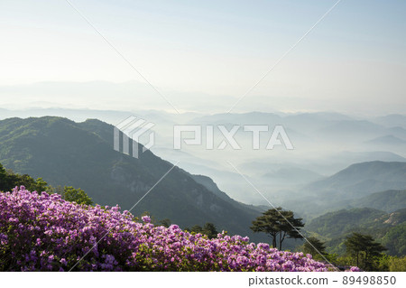 黃梅山杜鵑花 黃梅山杜鵑花 89498850