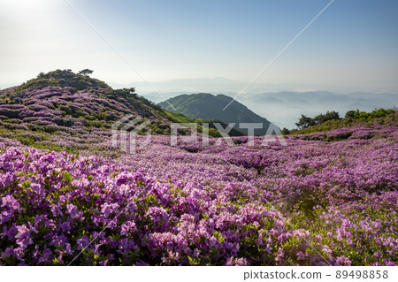 Azalea, Hwangmaesan Azalea, Hwangmaesan 89498858