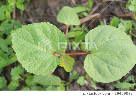 green colored lady finger on tree in firm for harvest 89499082