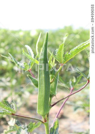 green colored lady finger on tree in firm for harvest green colored lady finger on tree in firm for harvest 89499088