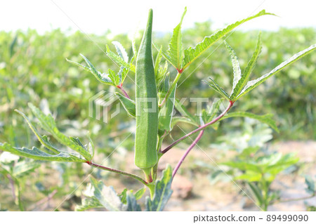 green colored lady finger on tree in firm for harvest 89499090