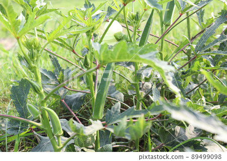 green colored lady finger on tree in firm for harvest 89499098