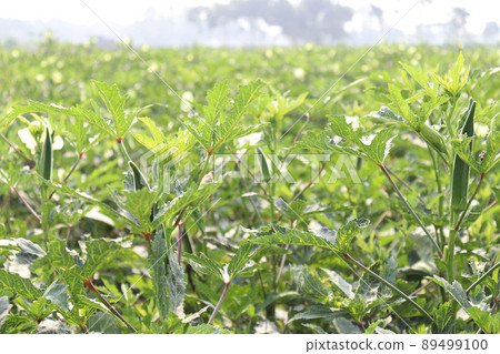 green colored lady finger on tree in firm for harvest 89499100