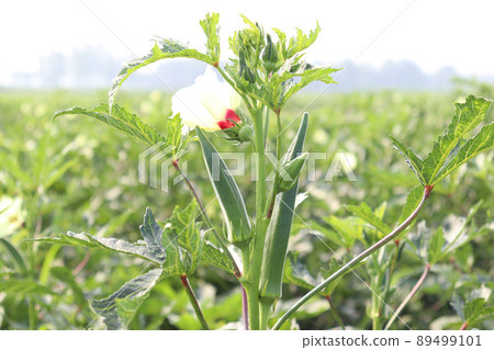 green colored lady finger on tree in firm for harvest 89499101