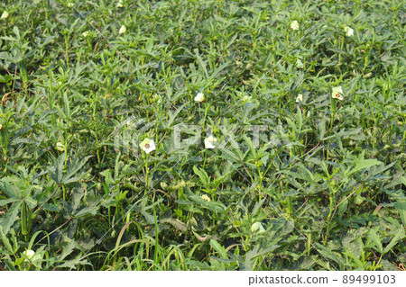 green colored lady finger on tree in firm for harvest 89499103