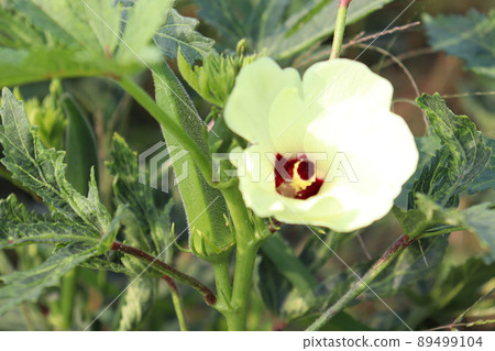 green colored lady finger on tree in firm for harvest 89499104