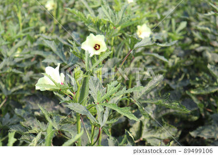 green colored lady finger on tree in firm for harvest 89499106
