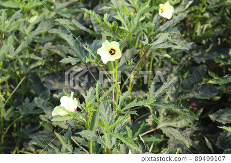 green colored lady finger on tree in firm for harvest 89499107