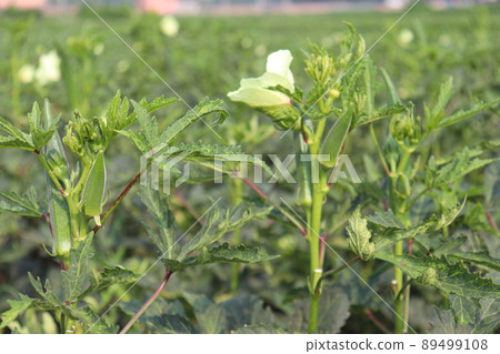 green colored lady finger on tree in firm for harvest 89499108
