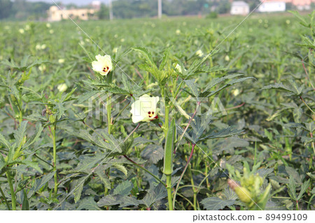 green colored lady finger on tree in firm for harvest 89499109