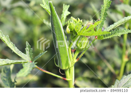 green colored lady finger on tree in firm for harvest 89499110