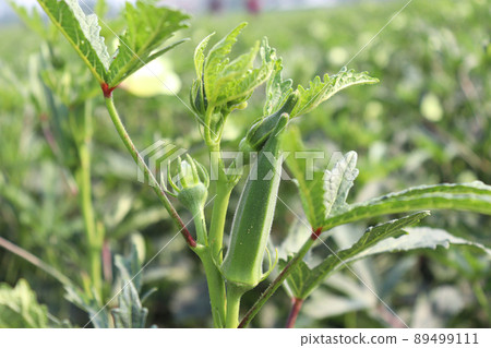 green colored lady finger on tree in firm for harvest 89499111