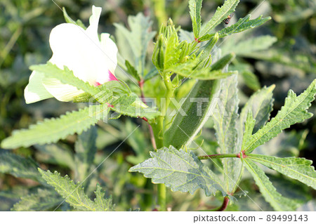 green colored lady finger on tree in firm for harvest 89499143