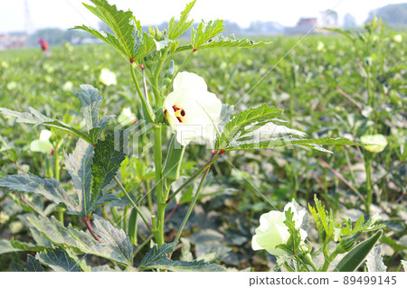 green colored lady finger on tree in firm for harvest 89499145