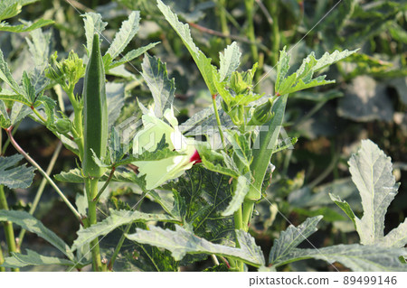 green colored lady finger on tree in firm for harvest 89499146