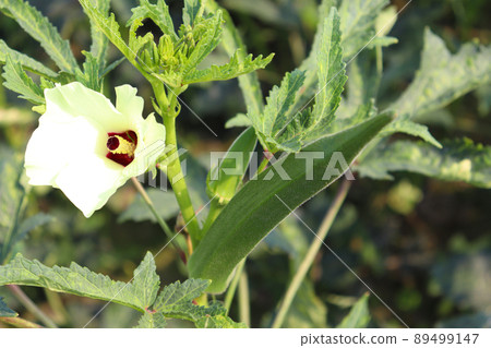 green colored lady finger on tree in firm for harvest 89499147