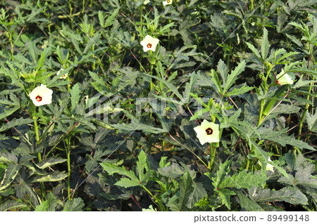 green colored lady finger on tree in firm for harvest 89499148