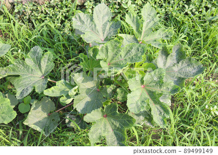 green colored lady finger on tree in firm for harvest 89499149