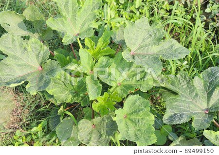 green colored lady finger on tree in firm for harvest 89499150