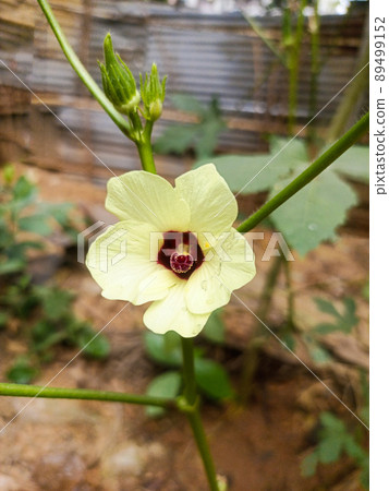green colored lady finger on tree in firm for harvest 89499152