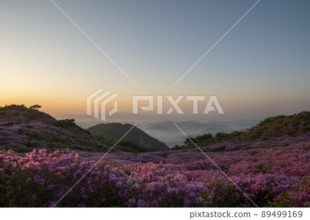 Azalea, Hwangmaesan Azalea, Hwangmaesan 89499169