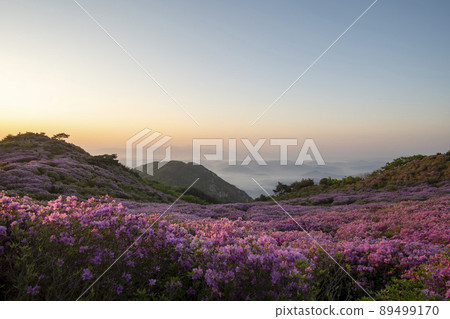 Azalea, Hwangmaesan Azalea, Hwangmaesan 89499170