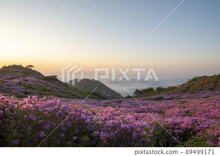 Azalea, Hwangmaesan Azalea, Hwangmaesan 89499171