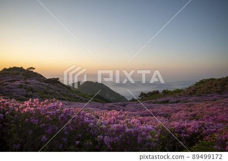 黃梅山杜鵑花 黃梅山杜鵑花 89499172