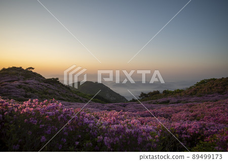 黃梅山杜鵑花 黃梅山杜鵑花 89499173