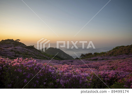 黃梅山杜鵑花 黃梅山杜鵑花 89499174