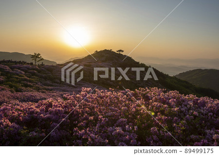 黃梅山杜鵑花 黃梅山杜鵑花 89499175