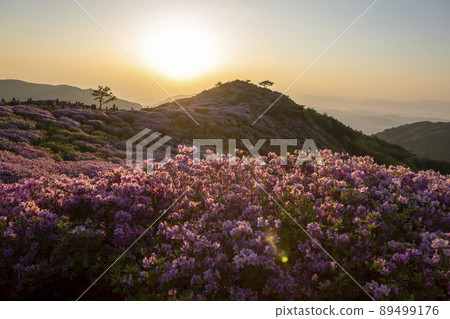 Azalea, Hwangmaesan 89499176