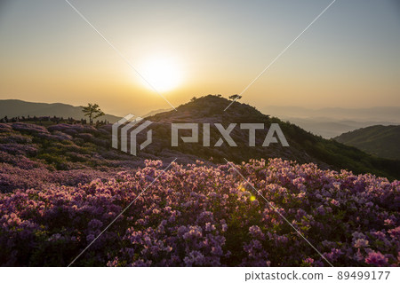 Azalea, Hwangmaesan 89499177